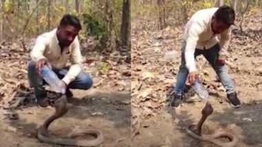 प्यास लगी तो किंग कोबरा को आया गुस्सा, जंगल में छोड़ने से पहले स्नेक रेस्क्यू टीम मे बोतल से ऐसे पिलाया पानी (Watch Viral Video)