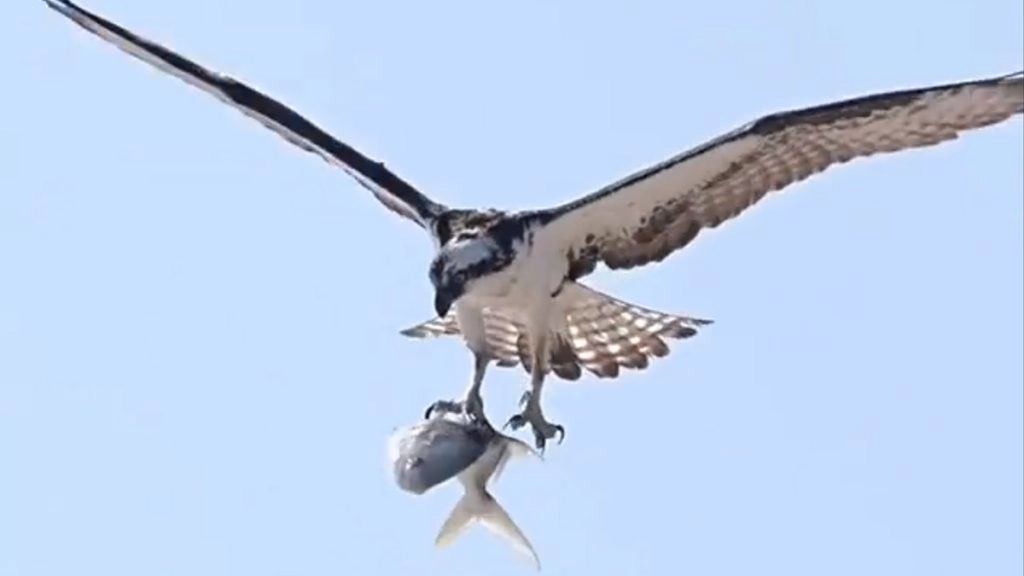मछली को पंजों में जकड़कर आसमान में चील ने भरी ऊंची उड़ान, वीडियो देख आप भी रह जाएंगे दंग (Watch Viral Video)