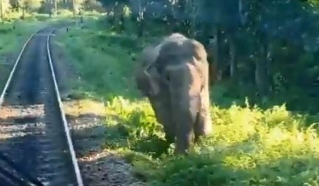 रेलवे ट्रैक पर ट्रेन के सामने आकर हाथी ने दिखाया टशन, हॉर्न की आवाज सुनकर भी नहीं हटा पीछे 
