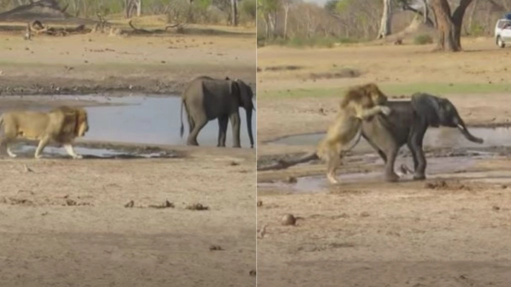 झील किनारे पानी पीते हुए हाथी पर पीछे से शेर ने किया जबरदस्त हमला, फिर जो हुआ… (Watch Viral Video)