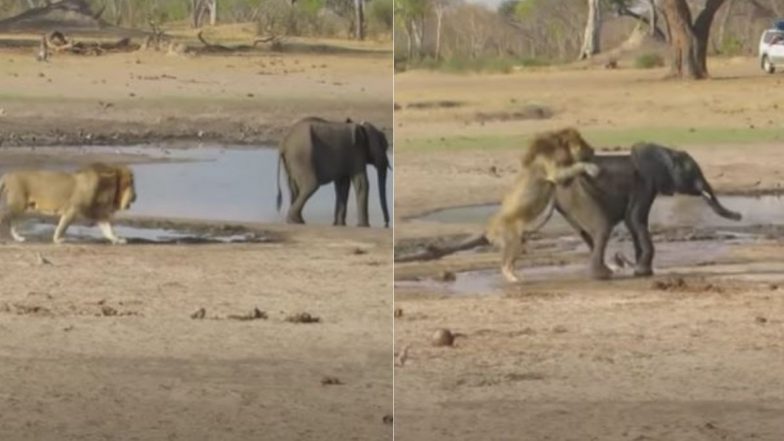 झील किनारे पानी पीते हुए हाथी पर पीछे से शेर ने किया जबरदस्त हमला, फिर जो हुआ… (Watch Viral Video)