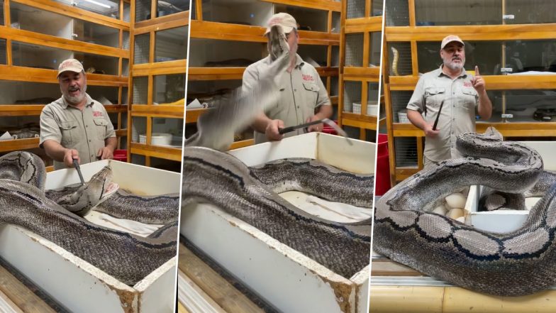 Python Viral Video: विशालकाय अजगर ने किया शख्स पर हमला, फिर जो हुआ… उसे देख उड़ जाएंगे आपके होश