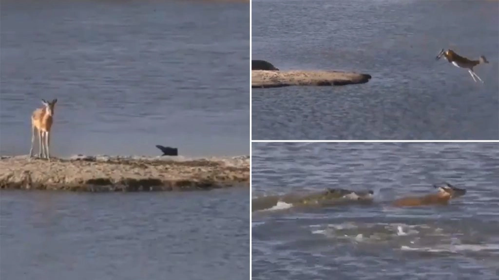 अपनी बेवकूफी से हिरण बना मगरमच्छ का शिकार, देखें Video