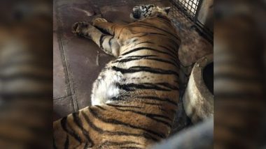 भोपाल के वनविहार नेशनल पार्क में बीमारी के चलते मुन्ना बाघ की मौत, ट्विटर पर दी जा रही है श्रद्धांजलि