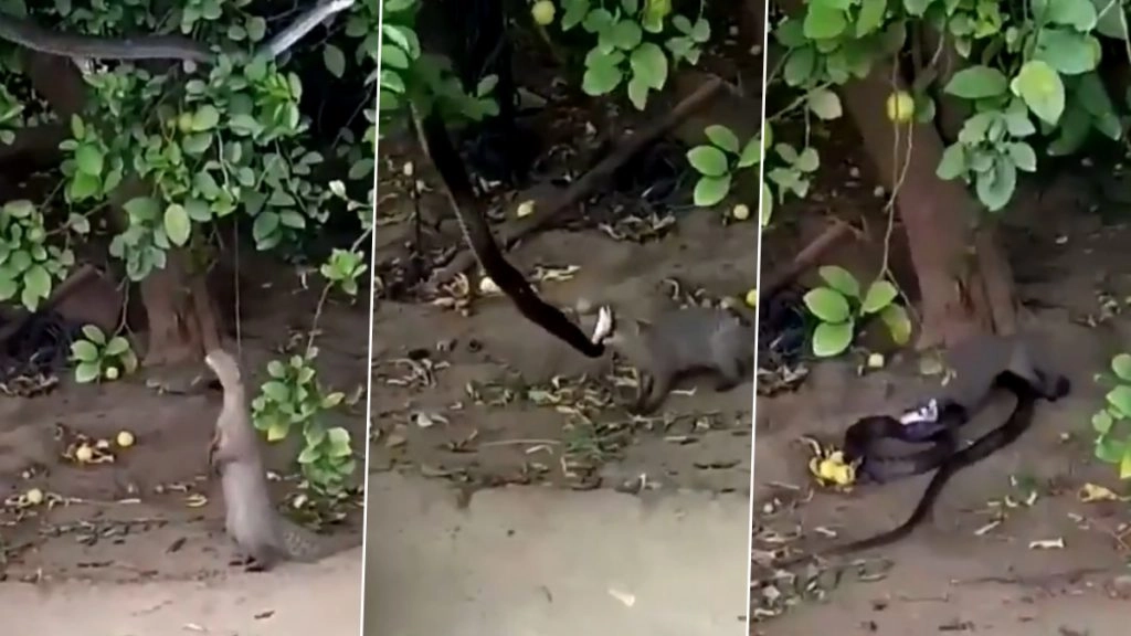 पेड़ पर सांप को देख नेवले ने लगाई ऊंची छलांग, झपट्टा मारकर ऐसे किया उसका शिकार (Watch Viral Video)