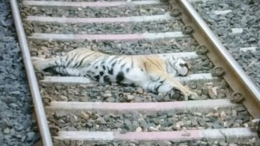 महाराष्ट्र के गोंदिया में मालगाड़ी से टक्कर के बाद बाघ की मौत, शव पोस्टमार्टम के लिए भेजा गया