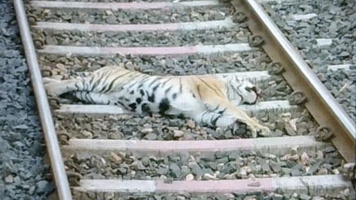महाराष्ट्र के गोंदिया में मालगाड़ी से टक्कर के बाद बाघ की मौत, शव पोस्टमार्टम के लिए भेजा गया