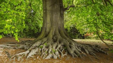 उत्तर प्रदेश में 100 साल से अधिक उम्र के पेड़ बनेंगे 'धरोहर वृक्ष', बुलंदशहर में चार वृक्षों की हुई खोज