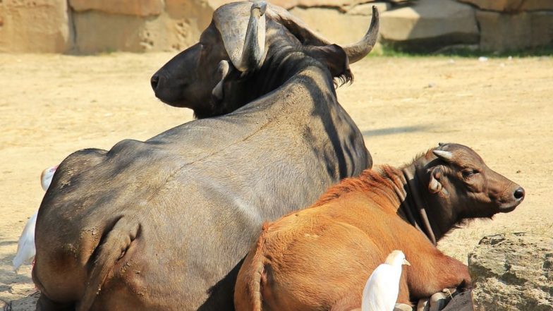 Coronavirus: शख्स ने मनाया भैंस का जन्मदिन, कोविड-19 के नियमों का उल्लंघन करने पर मामला दर्ज