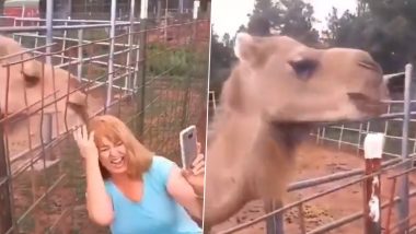 ऊंट के साथ सेल्फी ले रही थी महिला, तभी जानवर की ऐसी हरकत कि… Viral Video देख हंसी से हो जाएंगे लोटपोट