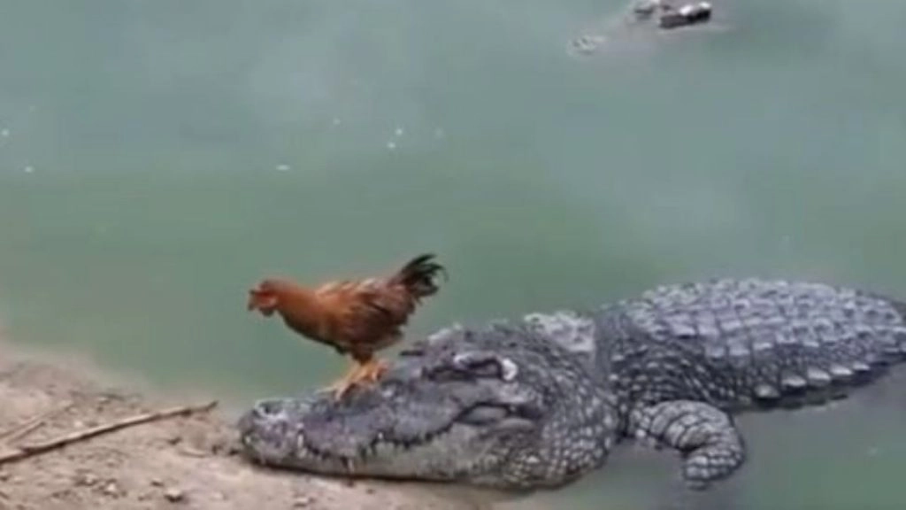 मगरमच्छ पर सवार होकर नदी पार करके किनारे पहुंचा मुर्गा, फिर जो हुआ उसे देख उड़ जाएंगे आपके होश 