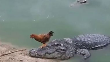 मगरमच्छ पर सवार होकर नदी पार करके किनारे पहुंचा मुर्गा, फिर जो हुआ उसे देख उड़ जाएंगे आपके होश (Watch Viral Video)