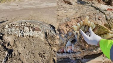 Mysterious Sea Creature: समुद्र किनारे बड़े-बड़े दांतों वाले रहस्यमय जीव को देख उड़े लोगों के होश, हैरान करने वाली तस्वीरें हुईं वायरल
