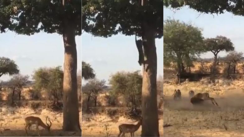 Viral Video: पेड़ पर घात लगाए बैठा था तेंदुआ, हिरण को नीचे देख लगाई छलांग, फिर जो हुआ…