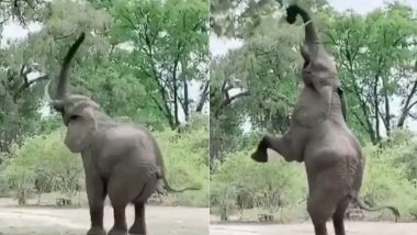 Viral Video: पेड़ के पत्तों तक जब नहीं पहुंच पाई सूंड तो हाथी ने अपनाई गजब की तरकीब, मजेदार वीडियो हुआ वायरल