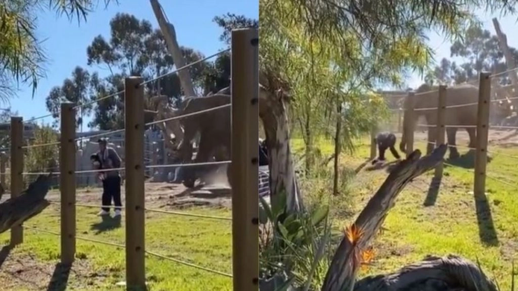 बच्ची को लेकर हाथी के पास फोटो खिंचवाने पहुंचा शख्स, यह देख गजराज को आया बहुत गुस्सा फिर… (Watch Viral Video)