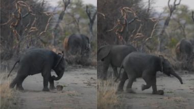 Elephant Video: पत्थर को फुटबॉल समझकर हाथी ने जमकर मारी लात, देखें खेल का लुत्फ उठाते जानवर का मनमोहक वीडियो