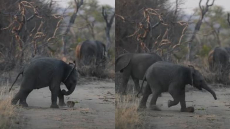 Elephant Video: पत्थर को फुटबॉल समझकर हाथी ने जमकर मारी लात, देखें खेल का लुत्फ उठाते जानवर का मनमोहक वीडियो