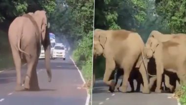 परिवार को सड़क पार कराने के लिए हाथी ने रोड़ को ऐसे कराया खाली, Viral Video देख आप भी हो जाएंगे हैरान
