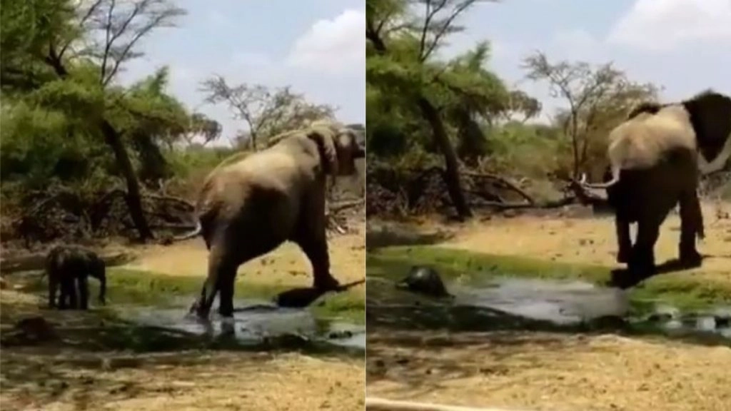 Viral Video: मां हथिनी के साथ चलते-चलते पानी में फिलकर गिरा नन्हा हाथी, वायरल वीडियो में देखें फिर क्या हुआ?