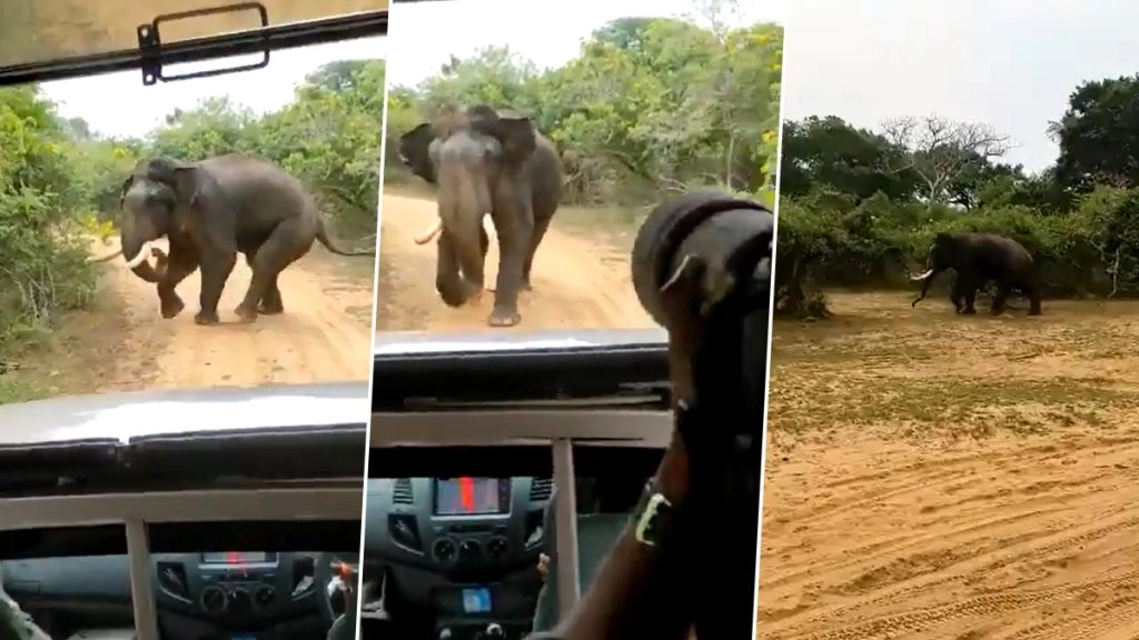 जंगल सफारी के दौरान जीप से हाथी का पीछा करने लगे पर्यटक, गजराज को आया गुस्सा तो ऐसे सिखाया सबक (Watch Viral Video)
