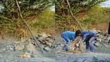 गुजरात: जाल में फंसकर झटपटा रहा था नन्हा शेर, वन रक्षकों ने ऐसे किया रेस्क्यू (Watch Viral Video)