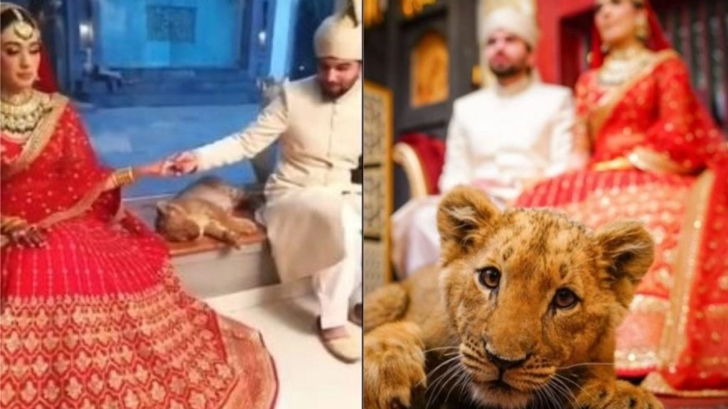 पाकिस्तानी कपल ने शादी में फोटोशूट के लिए किया नन्हे शेर का इस्तेमाल, Viral Video और Photo देख रह जाएंगे दंग