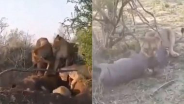 Viral Video: जंगली सूअर के घर में घुसकर शेरनी ने ऐसे किया उसका शिकार, वायरल वीडियो देख आप हो जाएंगे हैरान