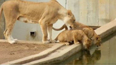गुजरात के गिर-सोमनाथ जिले में खुले कुएं से दो शेर शावकों को बचाया गया