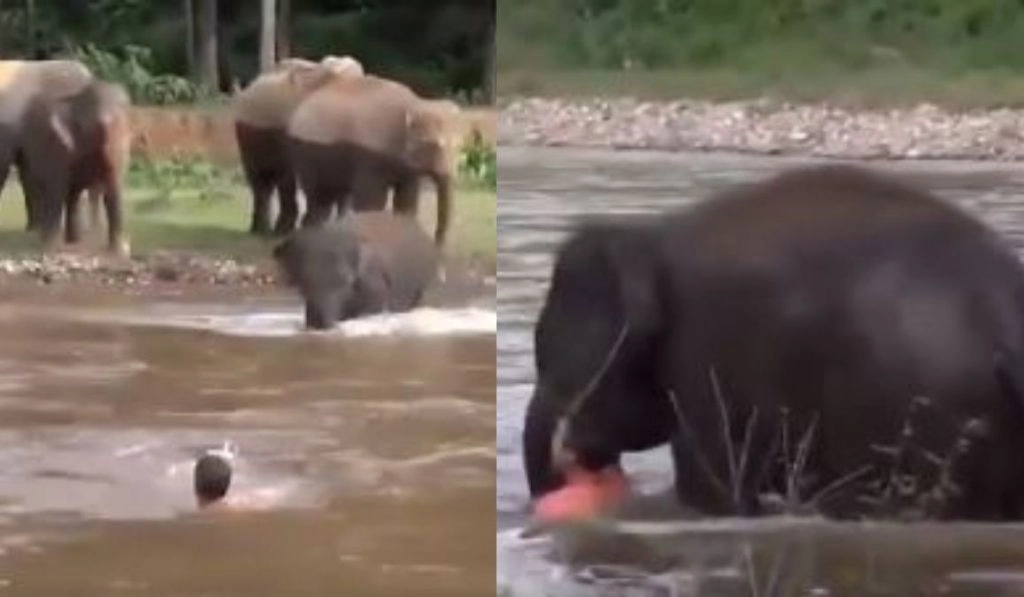 नदी में डूब रहे शख्स के लिए मसीहा बना हाथी, देखें गजराज ने कैसे बचाई उसकी जान (Watch Viral Video)