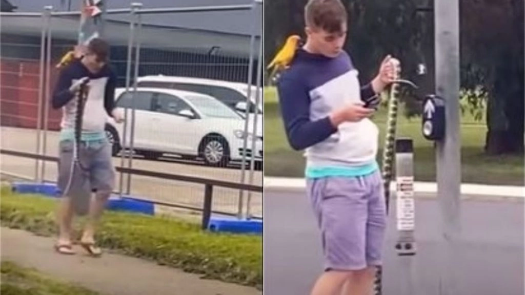 Viral Video: हाथ में अजगर और कंधे पर तोता लेकर सड़क पर चल रहे शख्स का वीडियो हुआ वायरल, जिसे देख हैरान हुए लोग