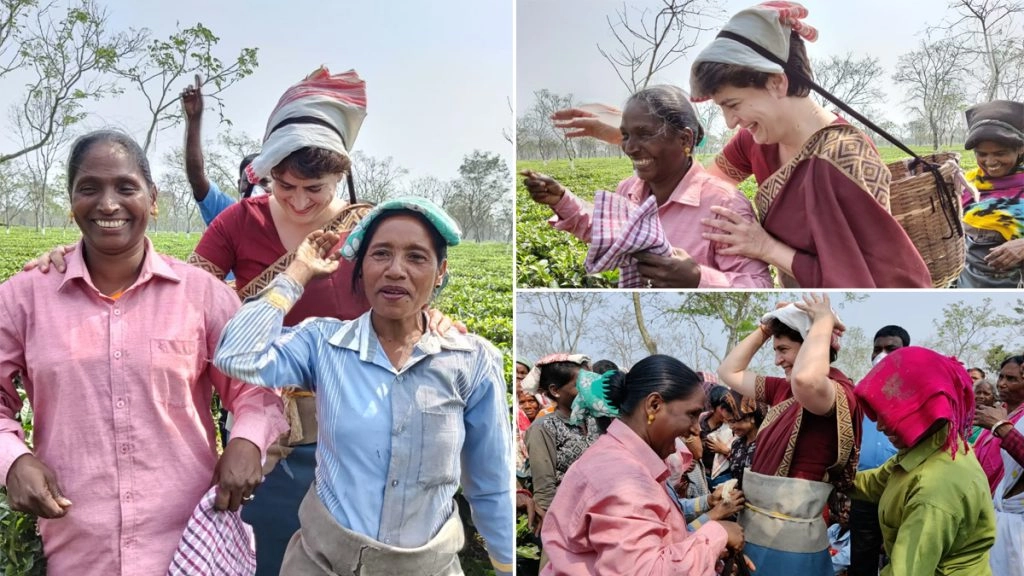 प्रियंका गांधी ने चाय के बागान में श्रमिकों के साथ पत्तियां तोड़ी, देखें वीडियो 