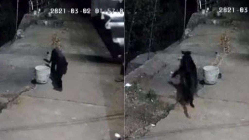ब्लैक पैंथर ने आवारा कुत्ते पर किया जानलेवा हमला, Viral Video में देखें आगे क्या हुआ