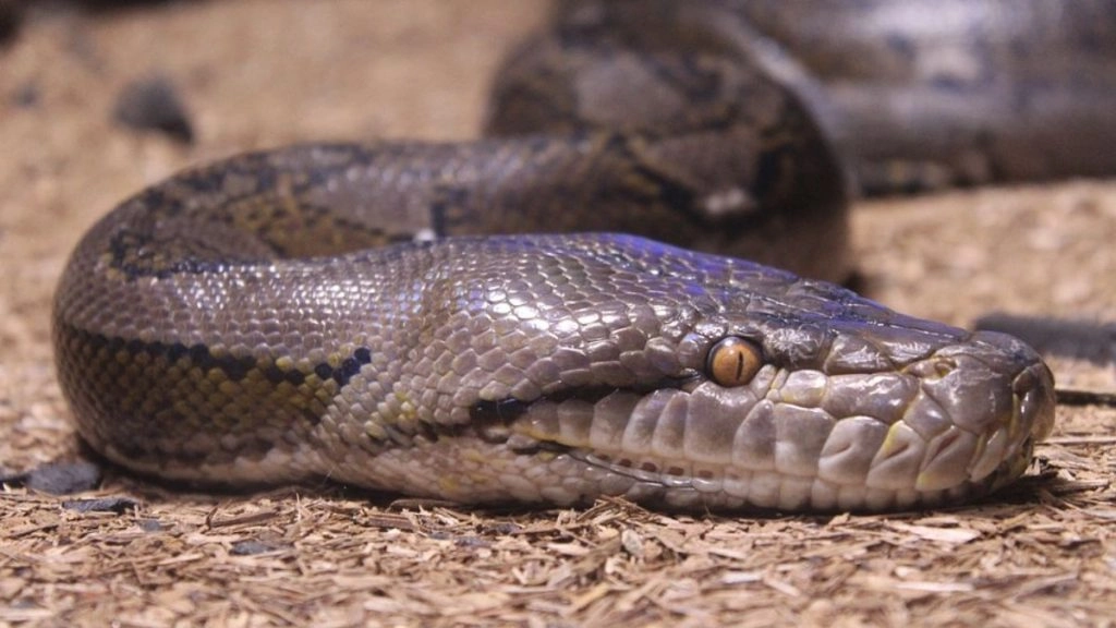 हिमाचल प्रदेश: सड़क से गुजर रहे Python की लोगों ने की हत्या, मामले में 5 के खिलाफ शिकायत दर्ज