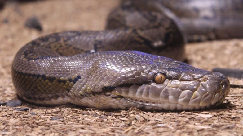 हिमाचल प्रदेश: सड़क से गुजर रहे Python की लोगों ने की हत्या, मामले में 5 के खिलाफ शिकायत दर्ज