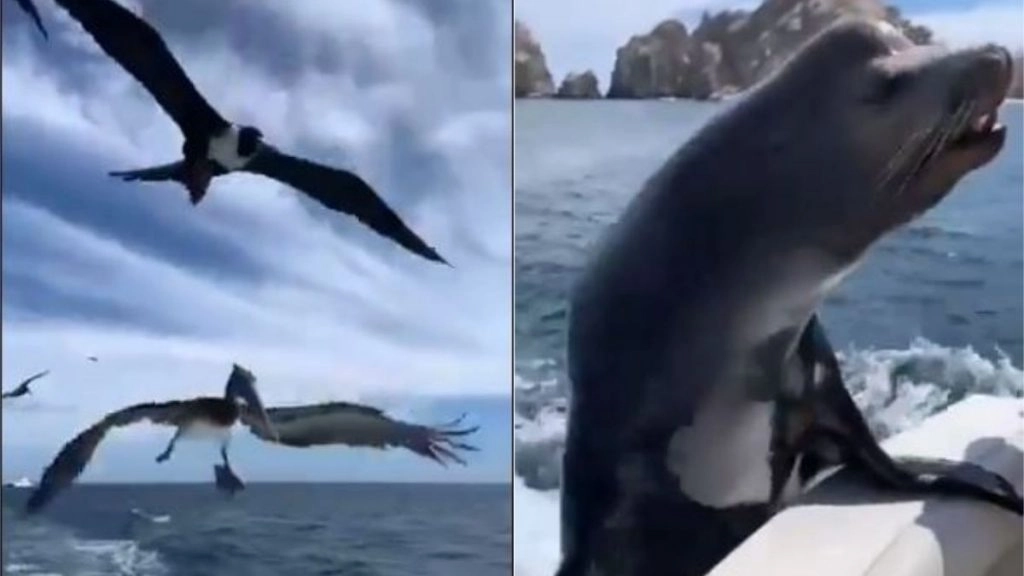 बोट पर सवार होकर शख्स पक्षियों को करा रहा था भोजन, अचानक समंदर से निकला सी लायन और फिर… (Watch Viral Video)