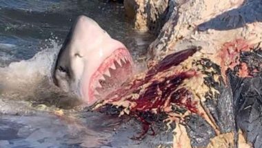 Viral Video: अपनी भूख मिटाने के लिए व्हेल मछली को ही खाने लगी शार्क, हैरान करने वाला वीडियो हुआ वायरल