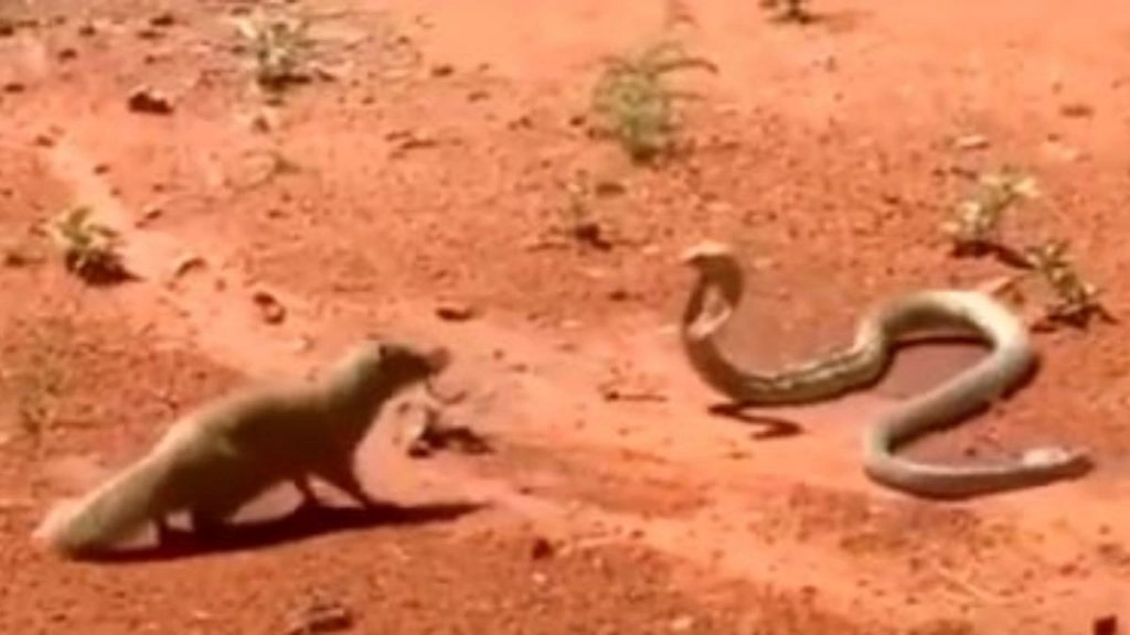 जहरीले सांप और शिकारी नेवले के बीच हुई जबरदस्त लड़ाई, Viral Video में देखें क्या हुआ इसका अंजाम