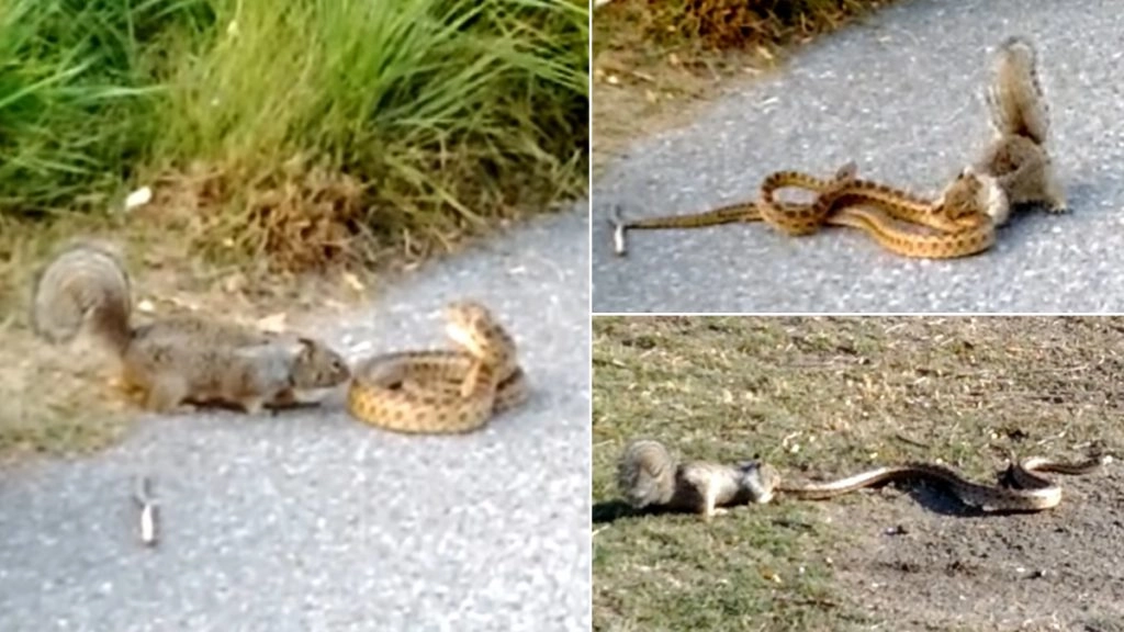 नन्ही गिलहरी का सांप ने रोका रास्ता, फिर दोनों के बीच हुआ जबरदस्त घमासान, Viral Video में देखें आगे क्या हुआ?