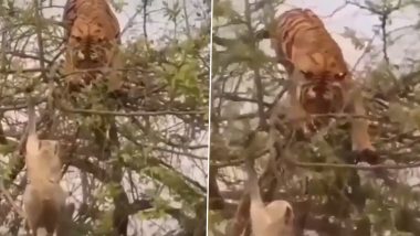 पेड़ पर चढ़कर बाघ ने करना चाहा बंदर का शिकार, लेकिन उसकी चालाकी के आगे पस्त हुआ टाइगर (Watch Viral Video)