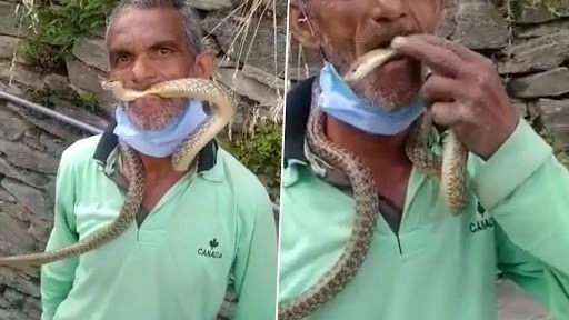 जहरीले सांप को मुंह में पकड़कर इस शख्स ने दिखाया खतरनाक खेल, वीडियो देख कांप जाएगी रूह
