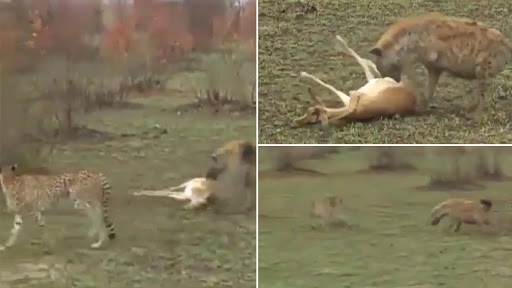  भेड़िये और तेंदुए को देख हिरण ने किया ये मरने का नाटक, उसके बाद किया कुछ ऐसा...