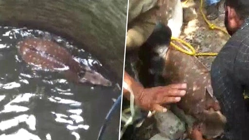 कुएं में गिरे हिरन को वन विभाग ने ग्रामीणों की मदद से बचाया, देखें तस्वीरें