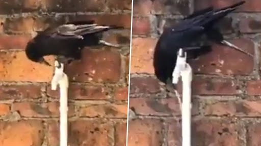 प्यासे कौवे ने टैप खोलकर पानी पिया और उड़ गया, लोगों ने पूछा नल बंद क्यों नहीं किया? 