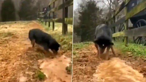 इस कुत्ते ने मिनटों में में खोद डाली सिंचाई वाली नहर, वीडियो देख आप भी हो जाएंगे हैरान  