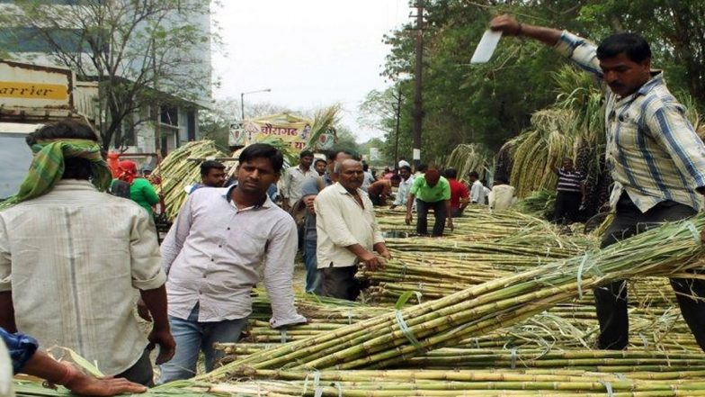 Uttar Pradesh: यूपी सरकार का दावा, 4 साल में 45.44 लाख गन्ना किसानों को 130,000 करोड़ रुपये का भुगतान
