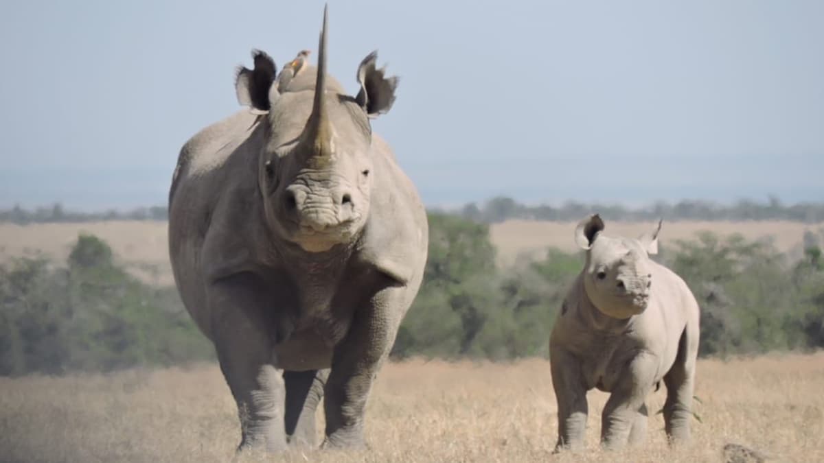 Assam: असम बाढ़ के दौरान बचाए गैंडों के तीन बच्चों को जंगल में छोड़ा जाएगा