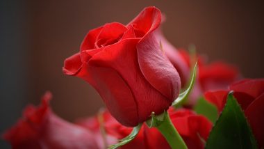 Rose Petals Benefits: फूलों के राजा गुलाब में छिपे हैं सेहत और सौंदर्य के राज! जानें 15 बहुपयोगी टिप्स!
