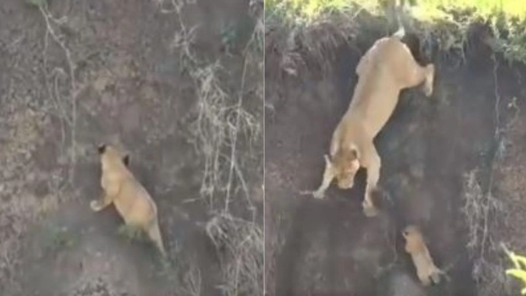 गड्ढे में गिरे नन्हे शेर को बचाने की शेरनी ने की बहुत कोशिश, लेकिन… Viral Video में देखें आगे क्या हुआ