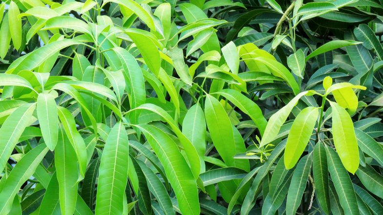 Mango Leaves Benefits: किसी वरदान से कम नहीं हैं आम के पत्ते, जानें किन-किन रोगों के इलाज छिपे हैं इनमें